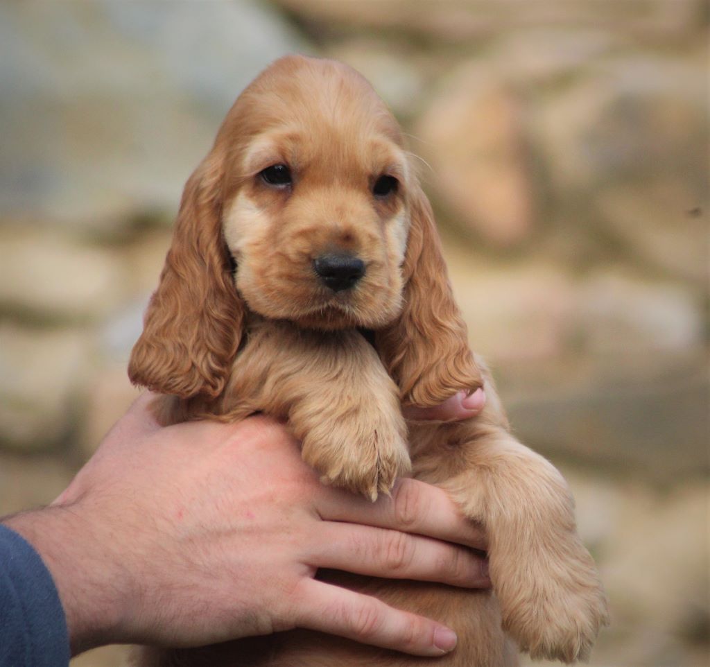 chiot Cocker Spaniel Anglais Of Crazy Years