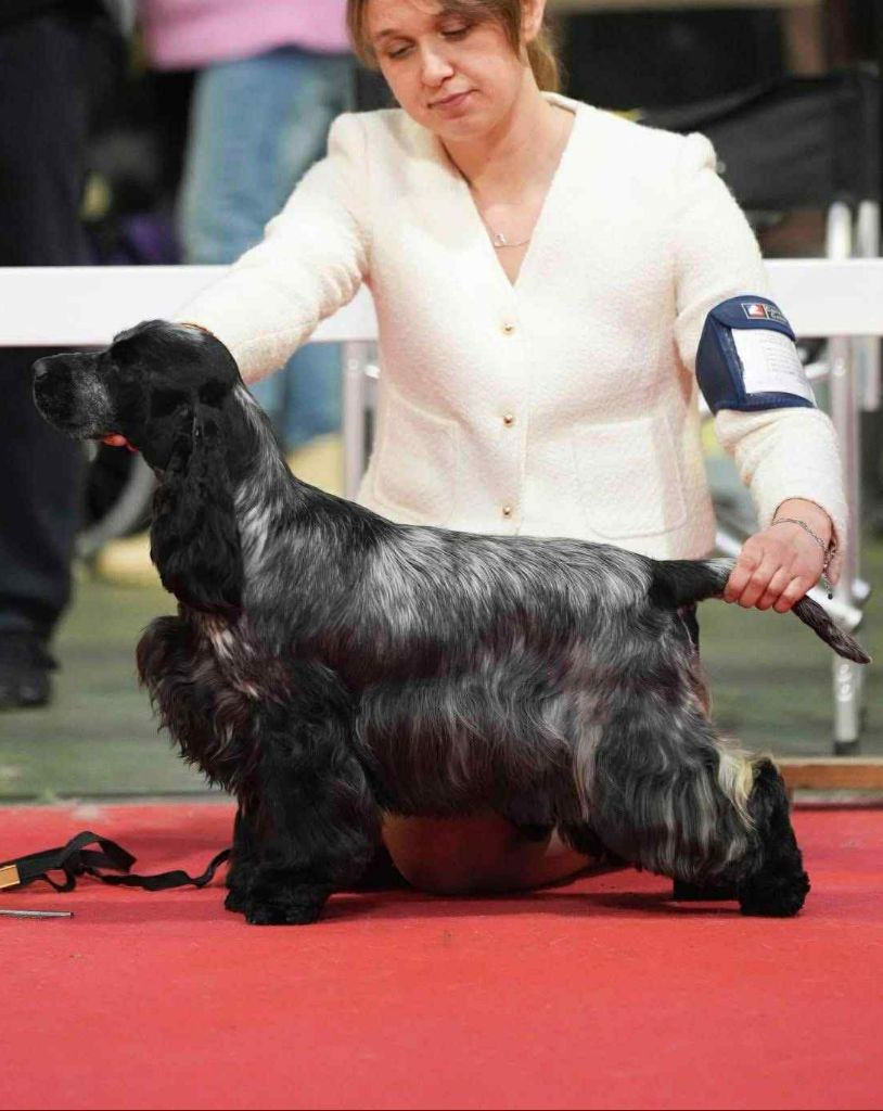 CH. Victoire of loving Star