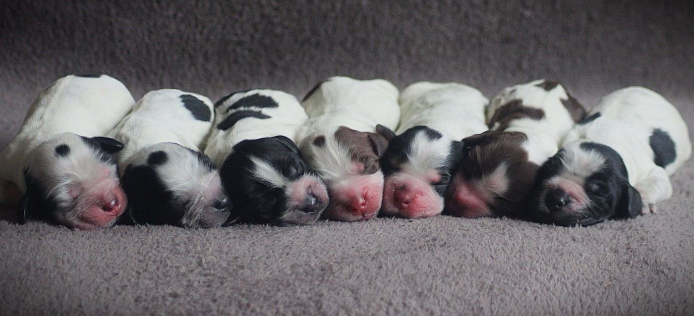 Les bébés sont arrivés !