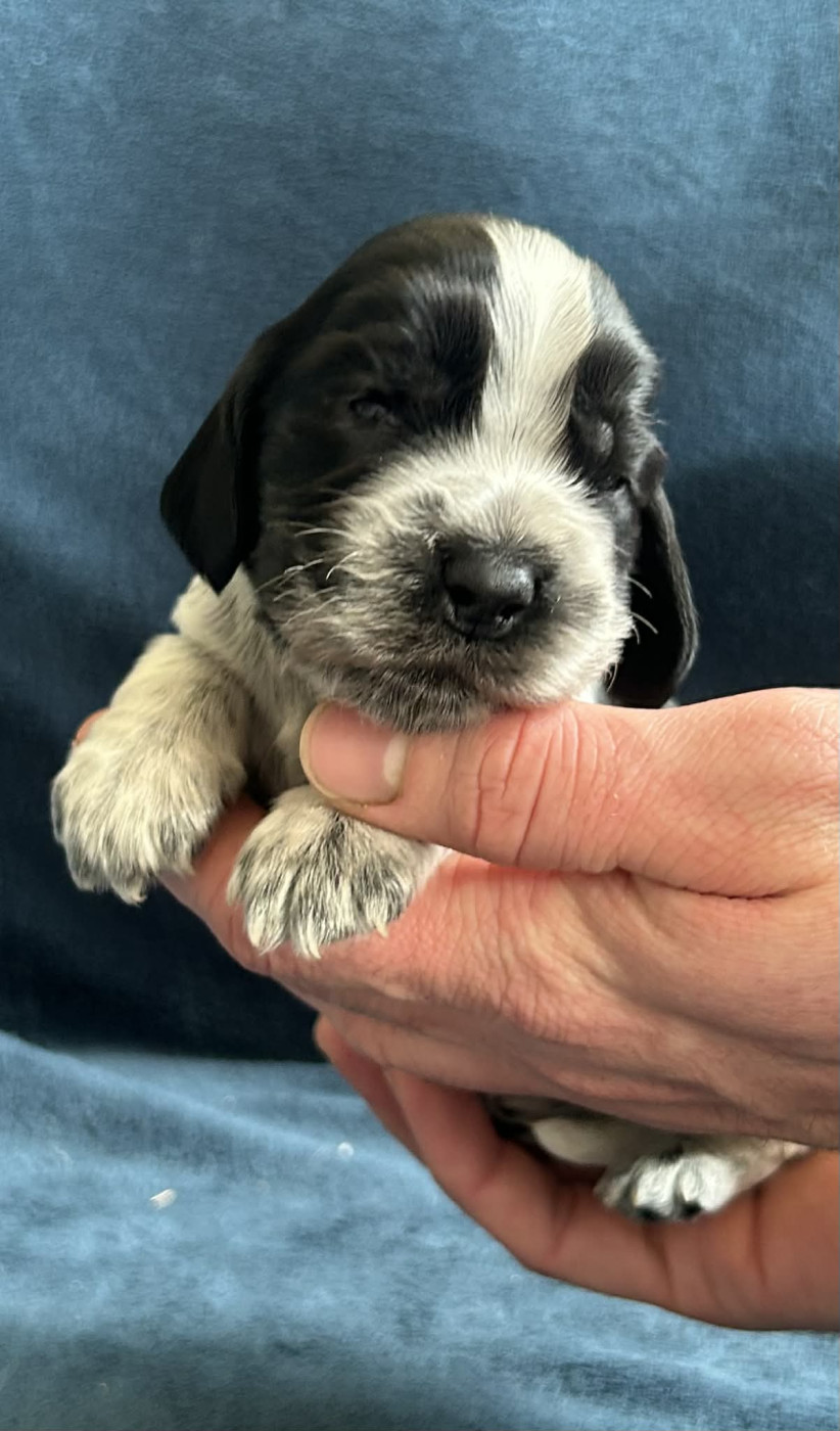 Of Crazy Years - Chiots disponibles - Cocker Spaniel Anglais