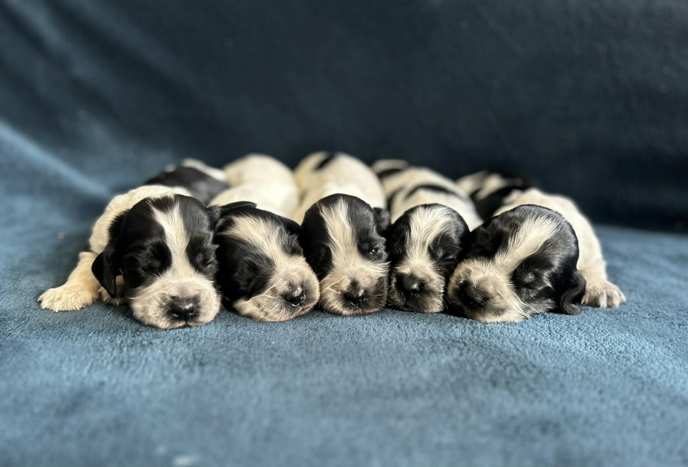 Of Crazy Years - Cocker Spaniel Anglais - Portée née le 20/01/2026