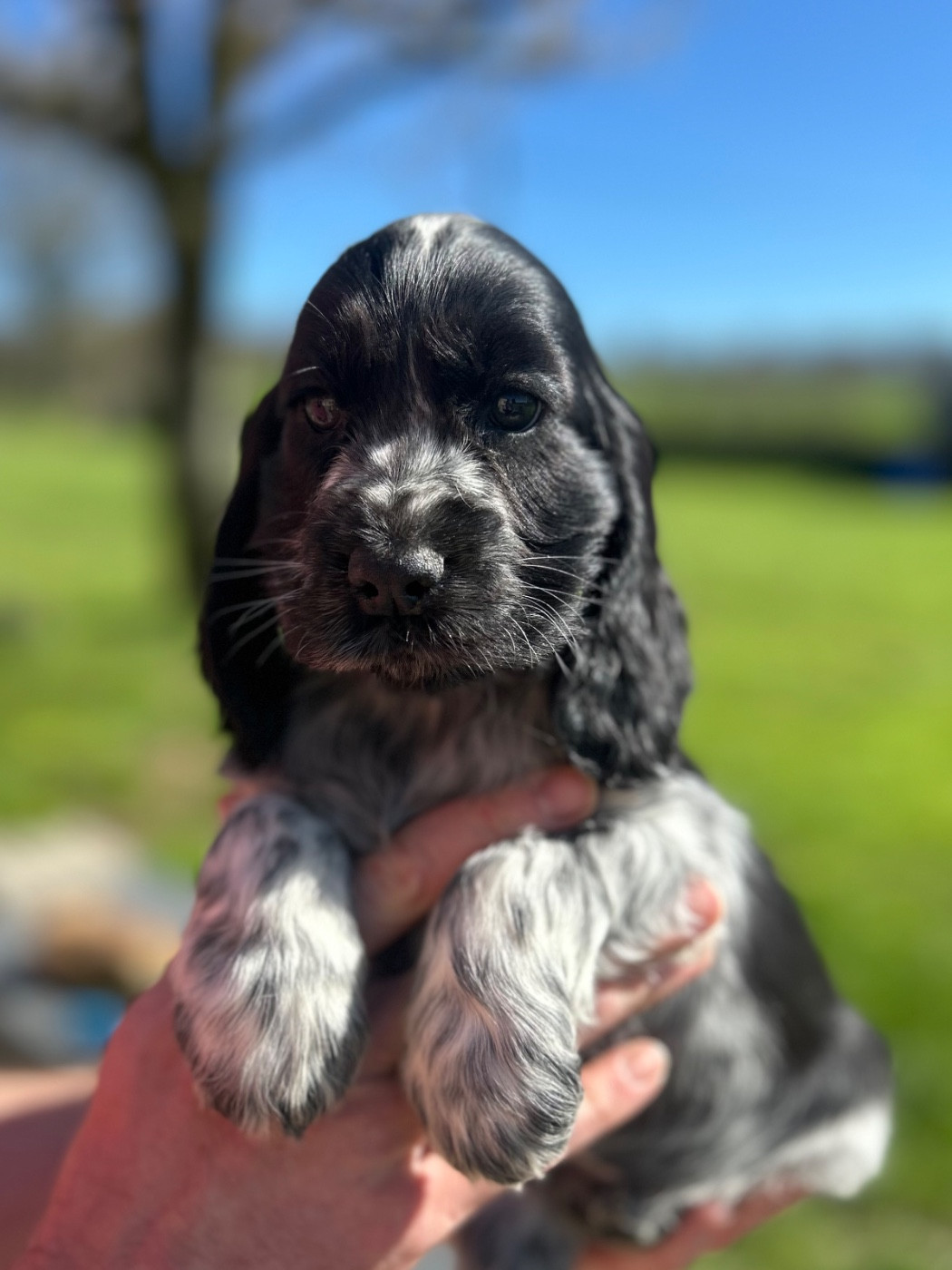 Of Crazy Years - Chiots disponibles - Cocker Spaniel Anglais
