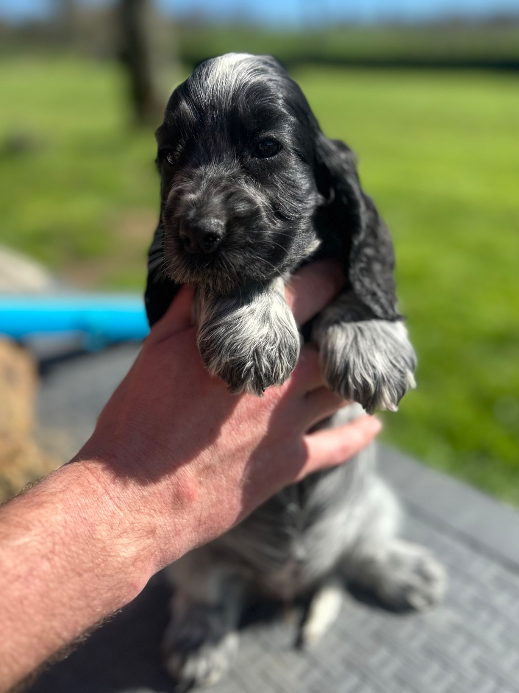 Of Crazy Years - Chiots disponibles - Cocker Spaniel Anglais