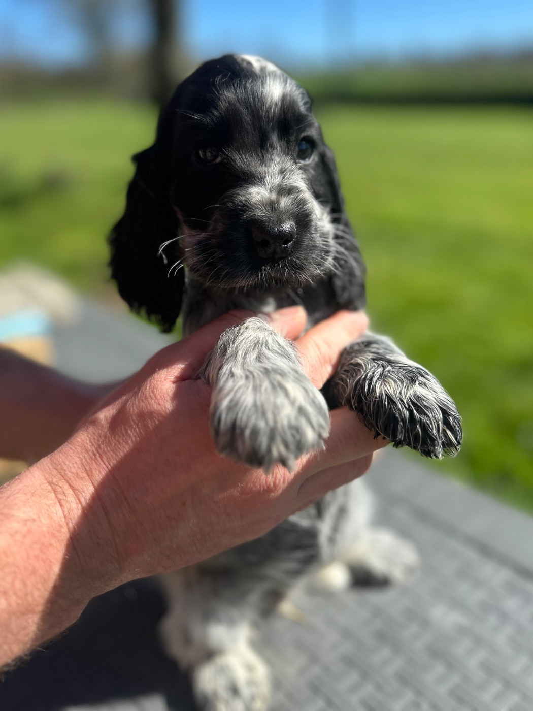 Of Crazy Years - Chiots disponibles - Cocker Spaniel Anglais