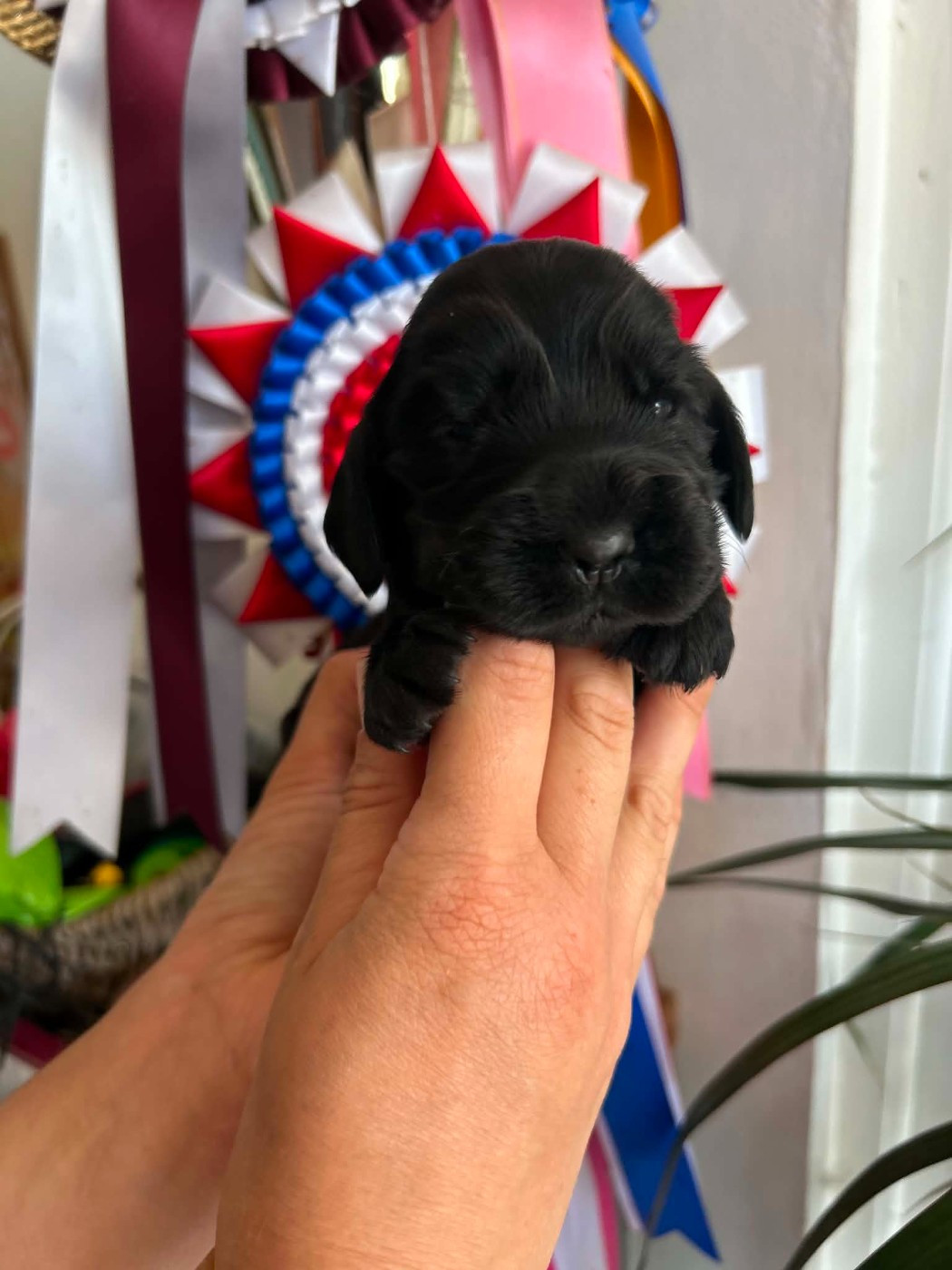 Of Crazy Years - Chiots disponibles - Cocker Spaniel Anglais