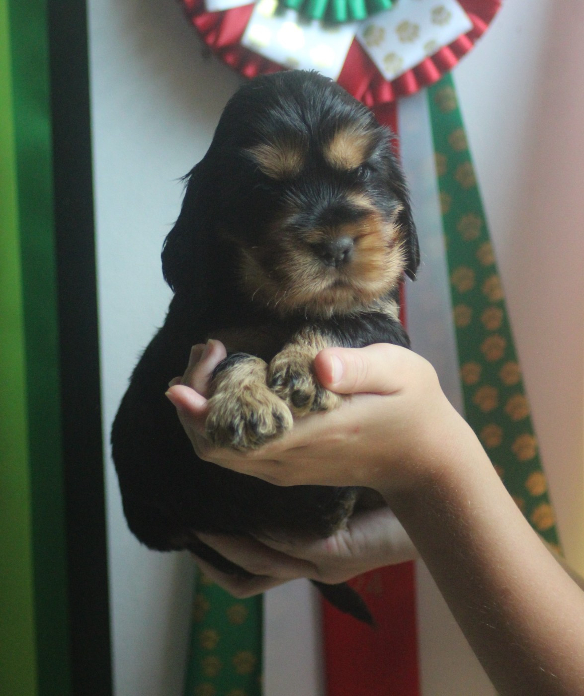 Of Crazy Years - Chiots disponibles - Cocker Spaniel Anglais