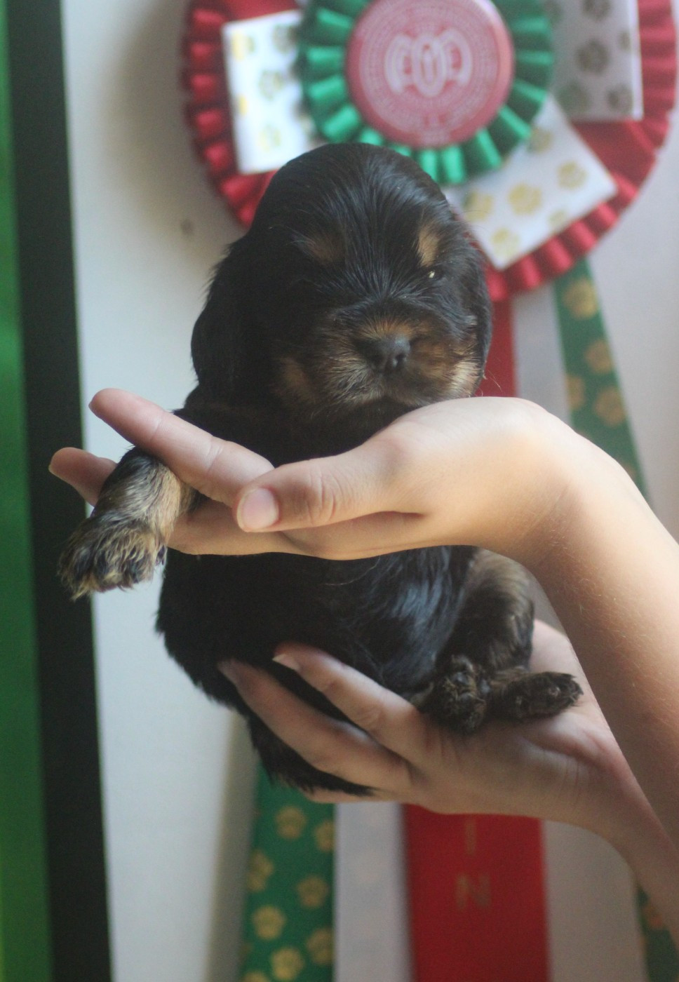 Of Crazy Years - Chiots disponibles - Cocker Spaniel Anglais