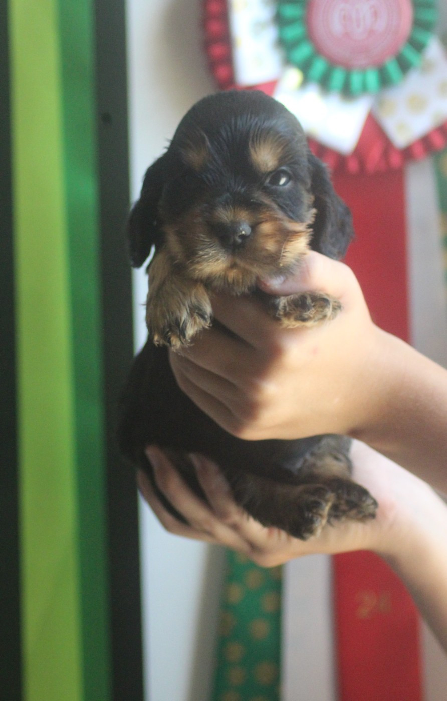 Of Crazy Years - Chiots disponibles - Cocker Spaniel Anglais