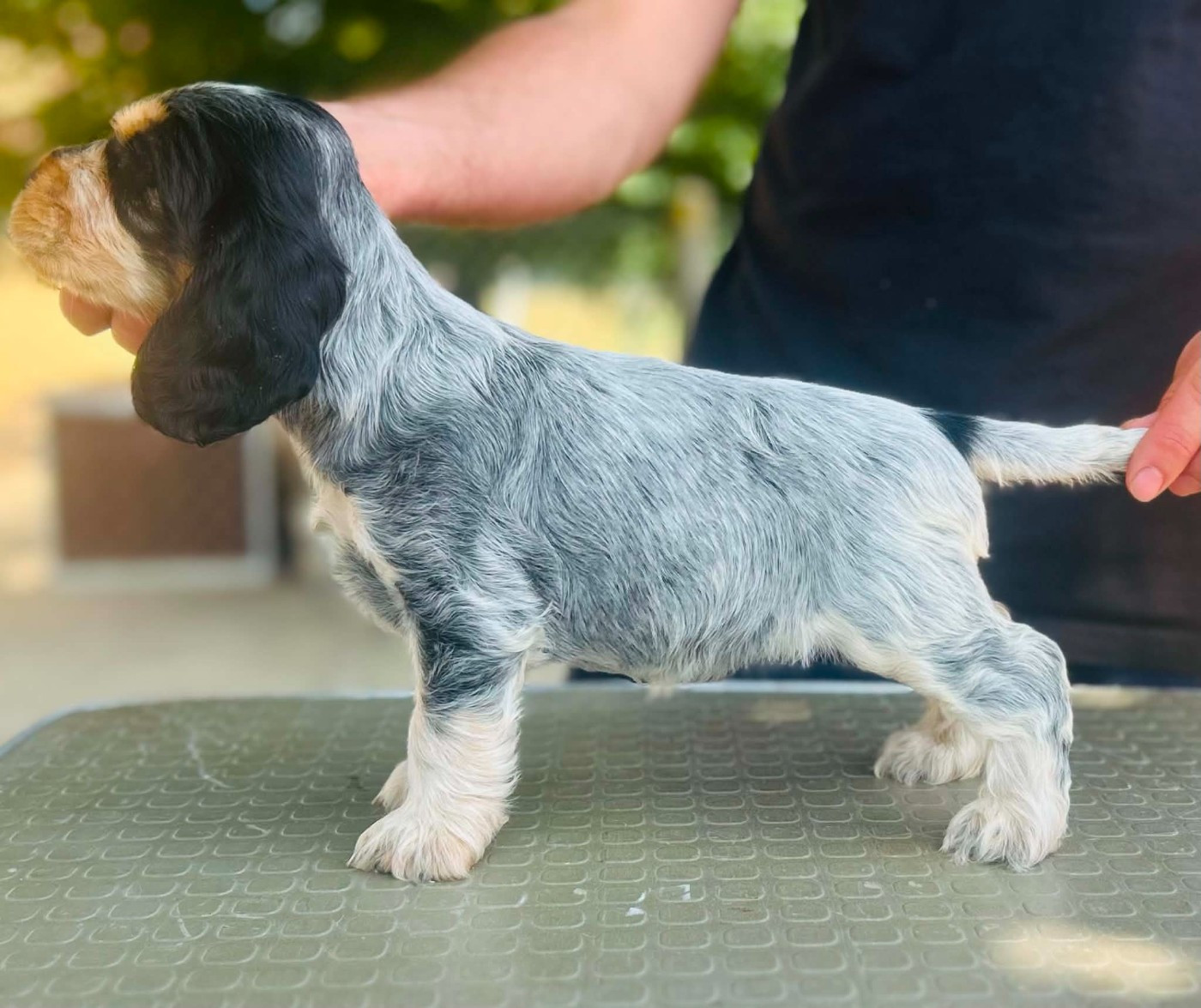Of Crazy Years - Chiots disponibles - Cocker Spaniel Anglais