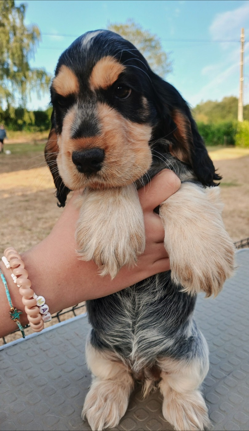 Of Crazy Years - Chiots disponibles - Cocker Spaniel Anglais
