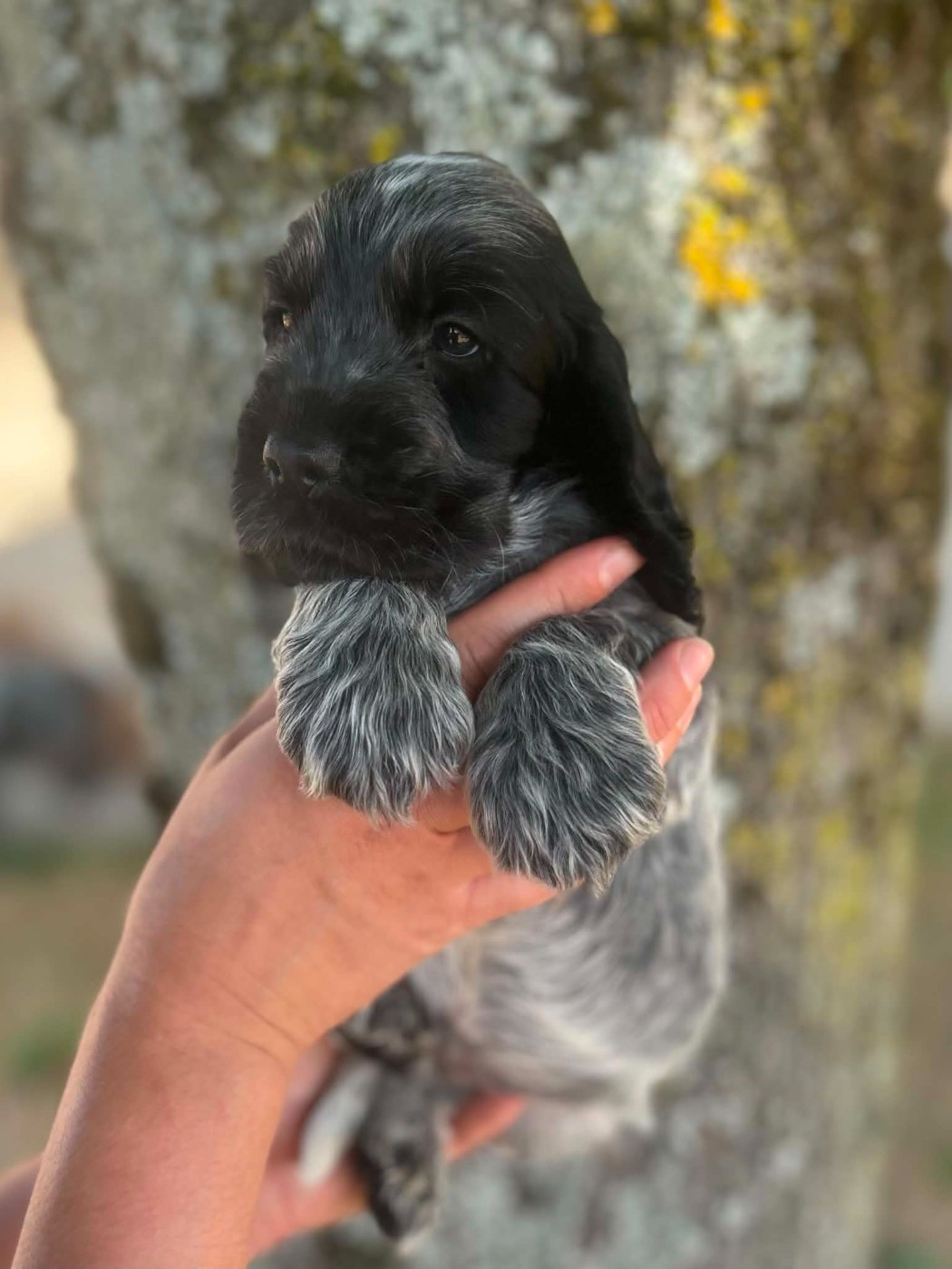 Of Crazy Years - Chiots disponibles - Cocker Spaniel Anglais