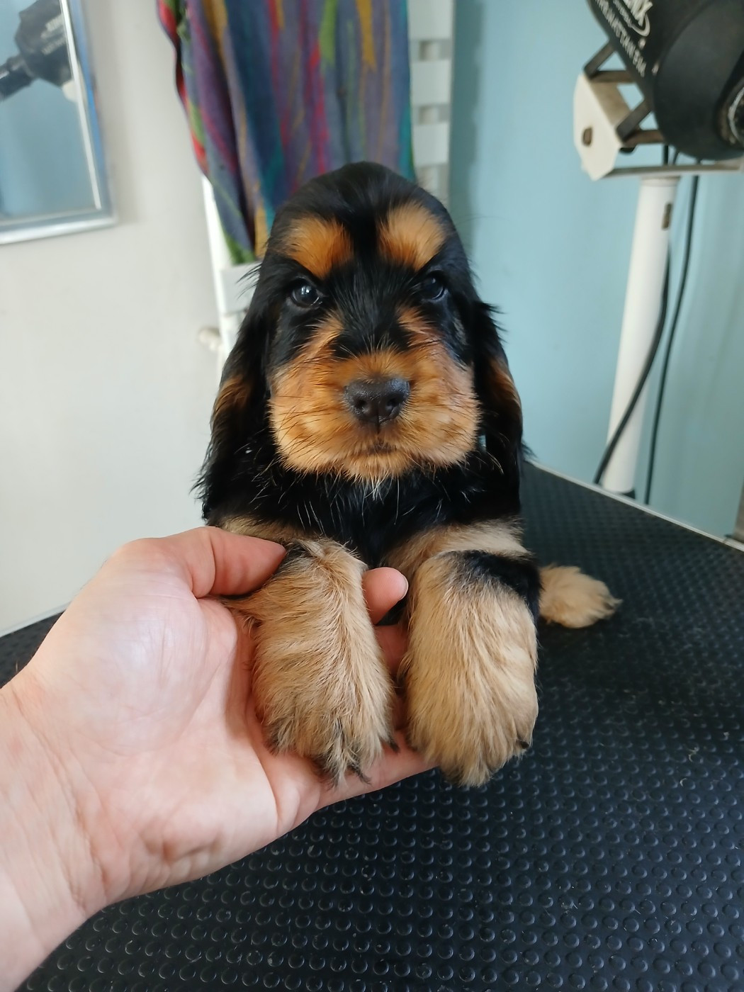 Of Crazy Years - Chiots disponibles - Cocker Spaniel Anglais