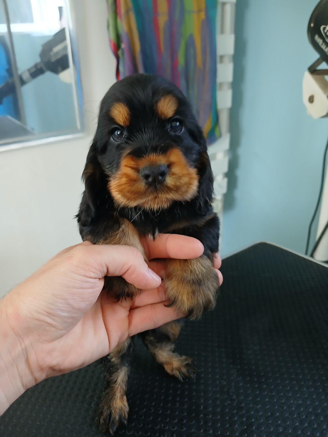 Of Crazy Years - Chiots disponibles - Cocker Spaniel Anglais