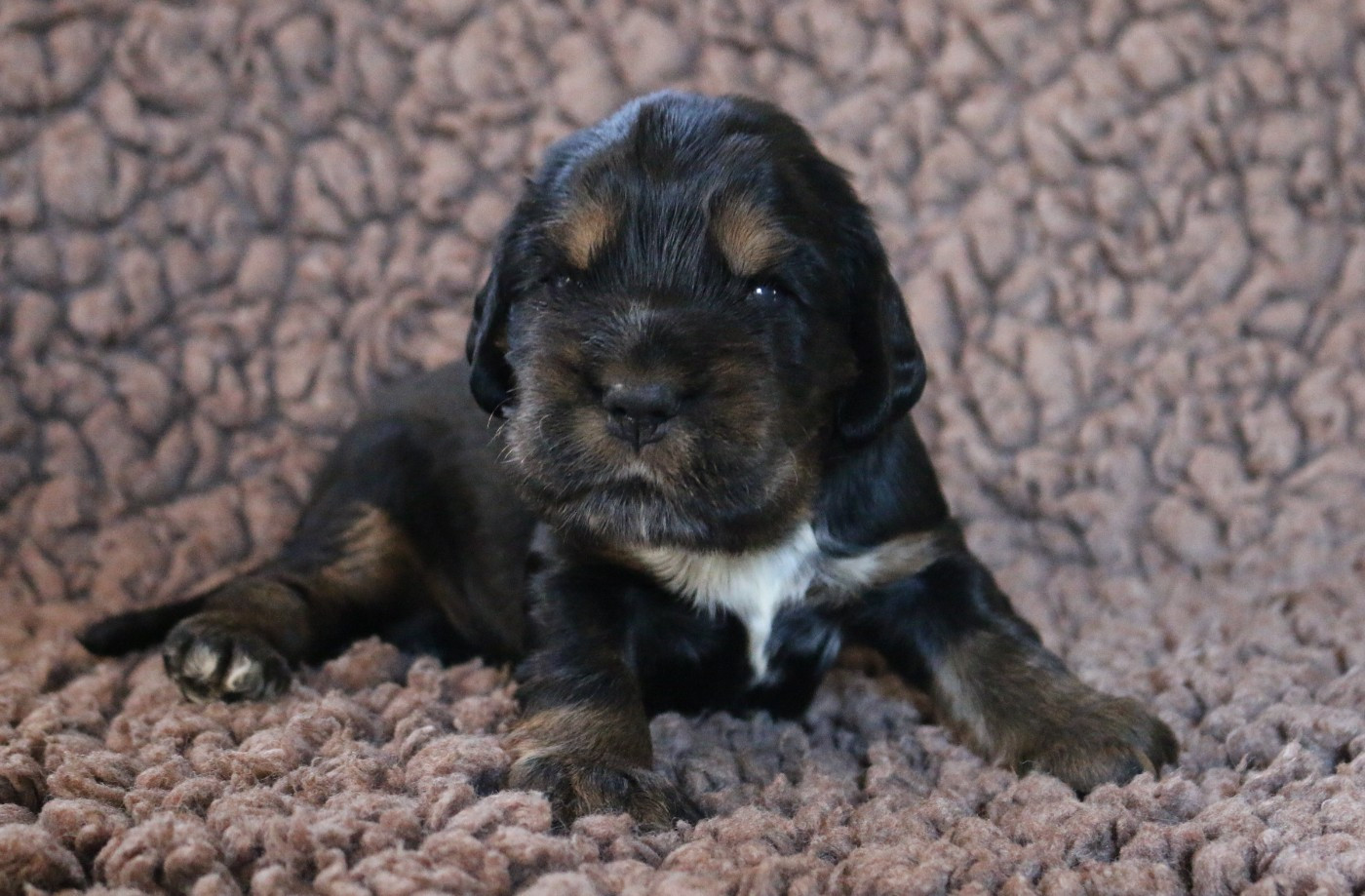 Of Crazy Years - Chiots disponibles - Cocker Spaniel Anglais