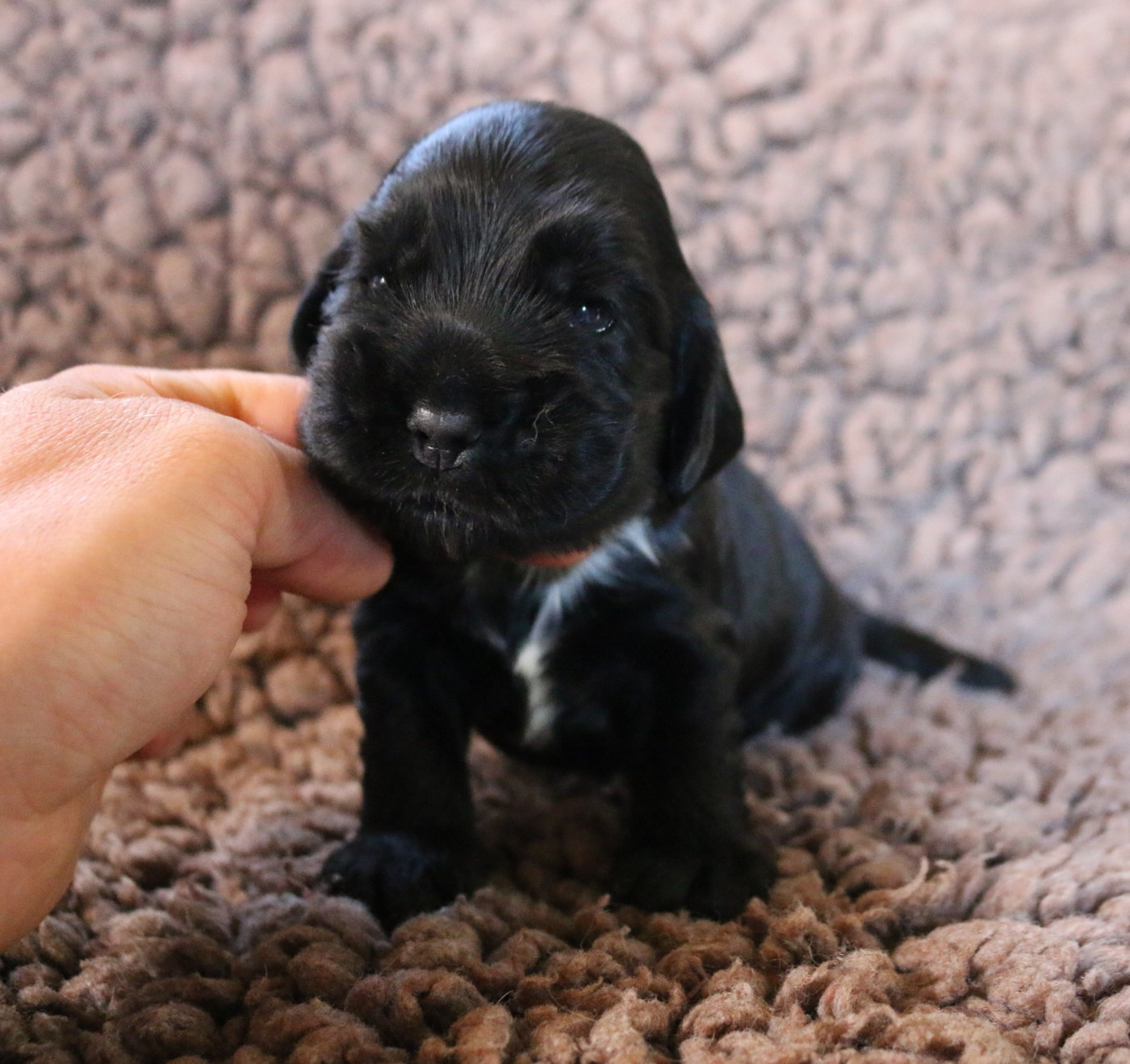 Of Crazy Years - Chiots disponibles - Cocker Spaniel Anglais