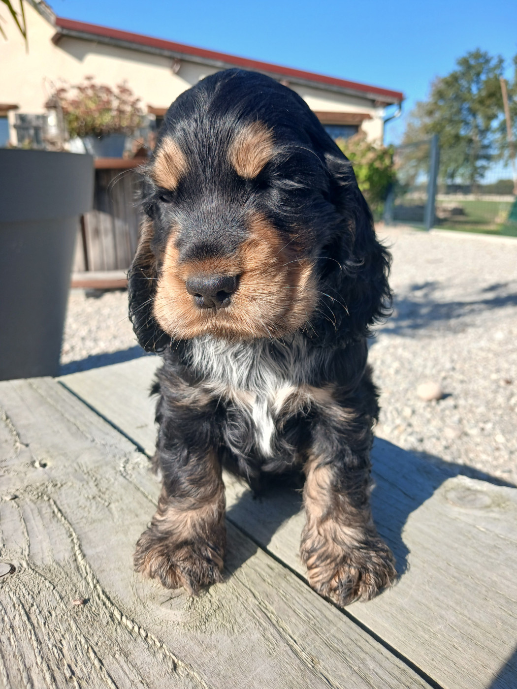 Of Crazy Years - Chiots disponibles - Cocker Spaniel Anglais