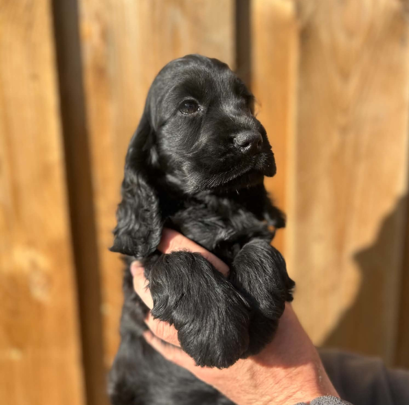 Of Crazy Years - Chiots disponibles - Cocker Spaniel Anglais