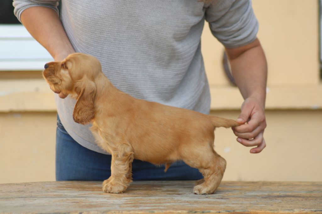 Chiot Cocker Spaniel Anglais Of Crazy Years