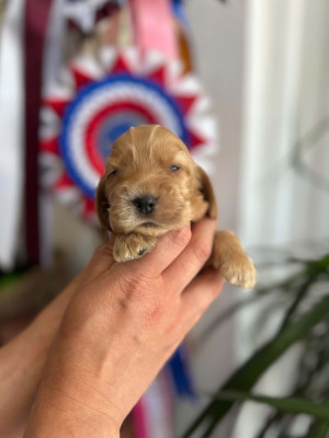 Chiot N°3