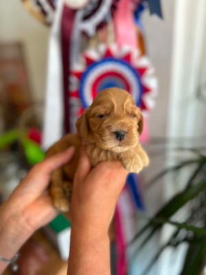 Chiot N°5