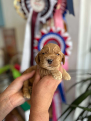 Chiot N°7